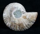 Inch Agatized Ammonite Half #4633-1